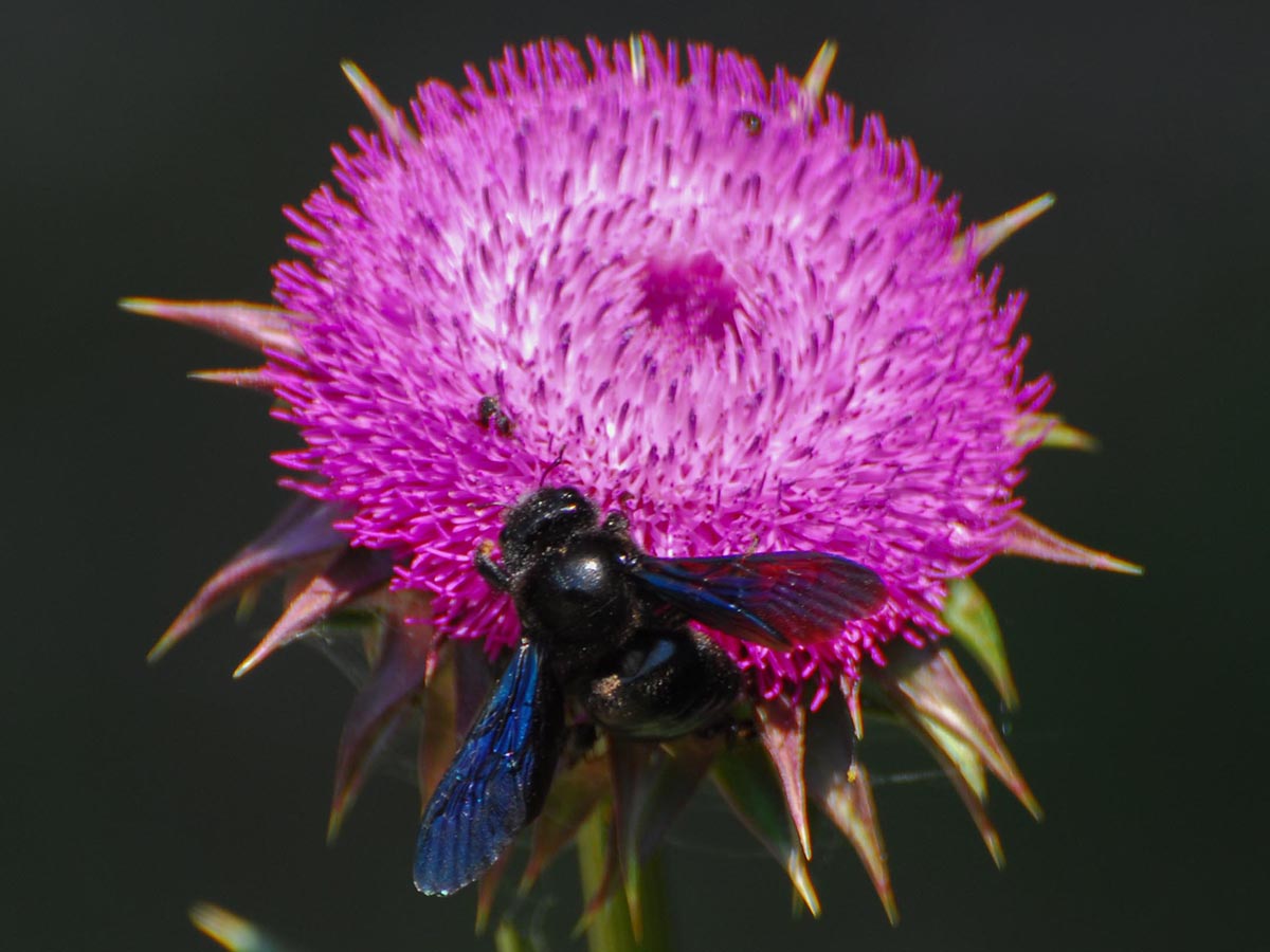 Xylocopa violacea